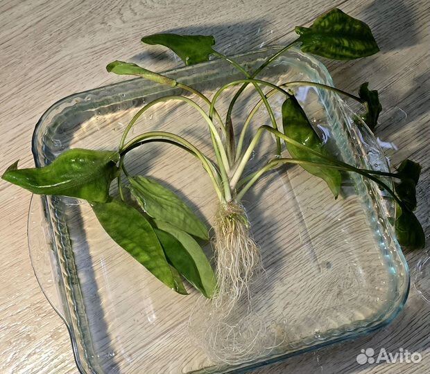 Продам аквариумные растения