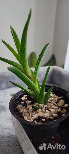 Алоэ ювенильное