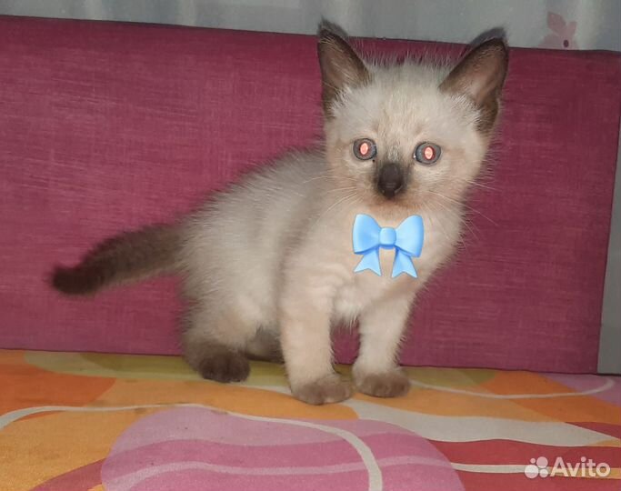 Сиамские котята
