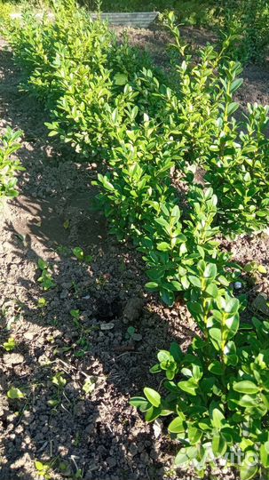 Саженцы самшита