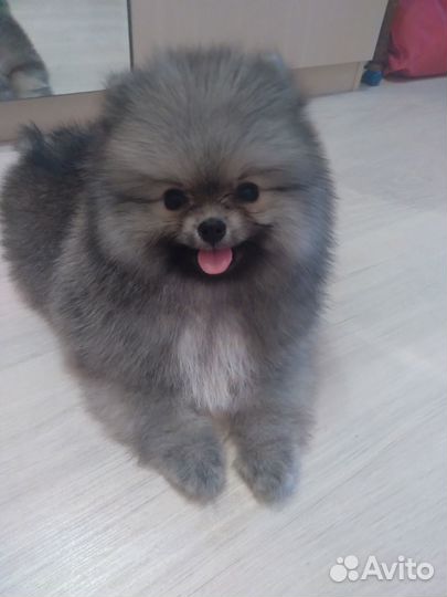 Померанский шпиц медвежьего типа