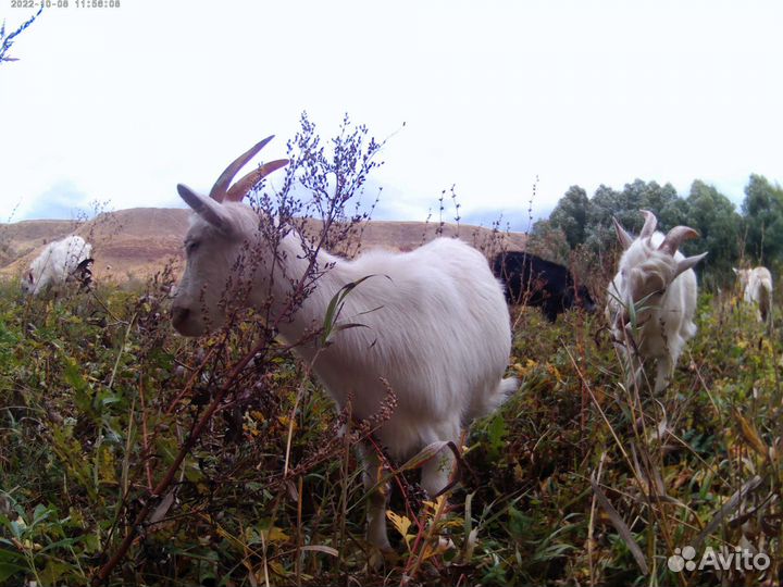 Козы дойные