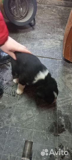 Помесь хаски