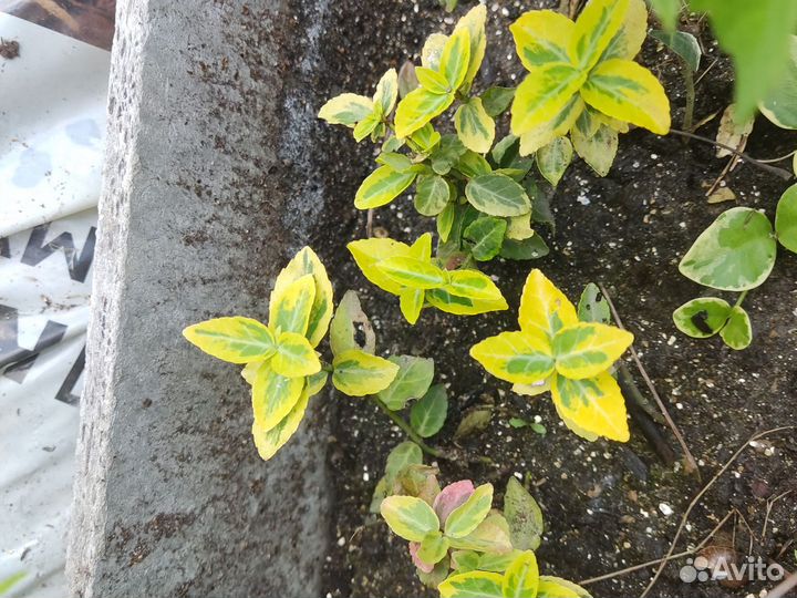 Многолетние садовые растения