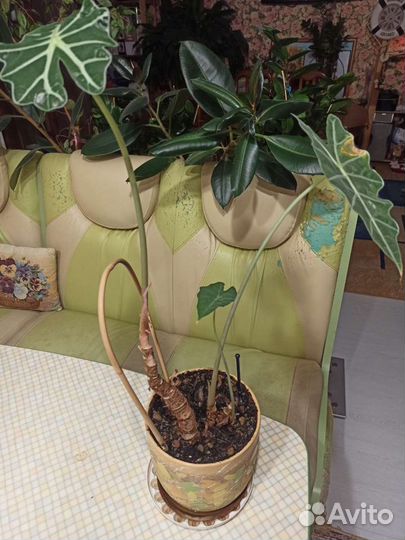 Алоказия Amazonica