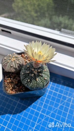 Кактусы и суккуленты