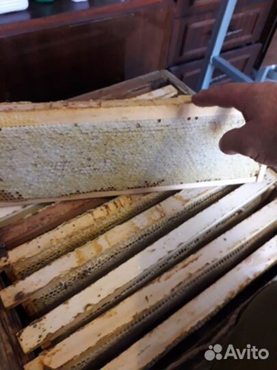 Продам пчелосемьи