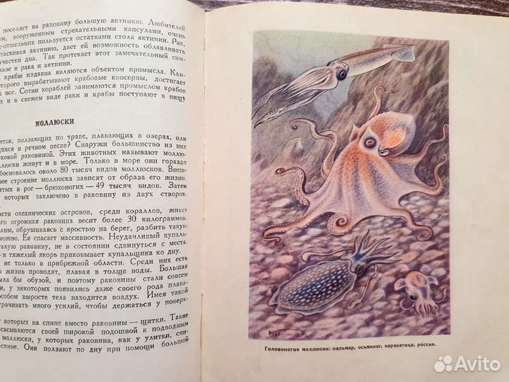 Богоров. Жизнь моря 1950 г