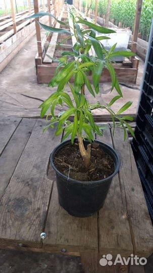 Ива плакучая