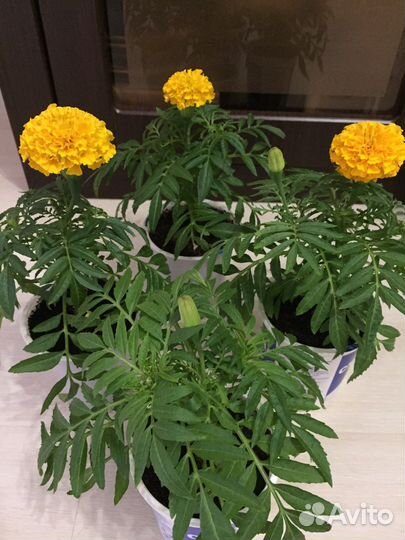 Рассада тайшаны /цветов бархатцы