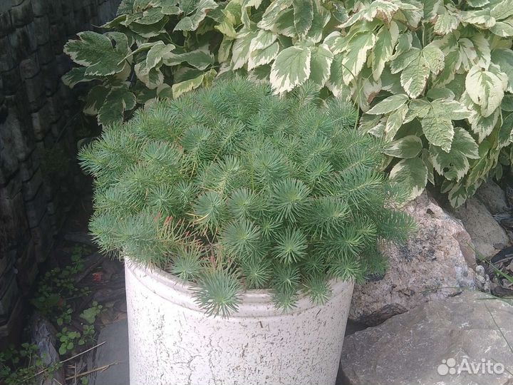 Декоративная трава