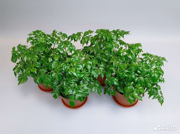 Радермахера