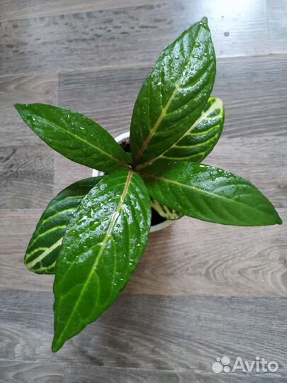 Комнатные цветы