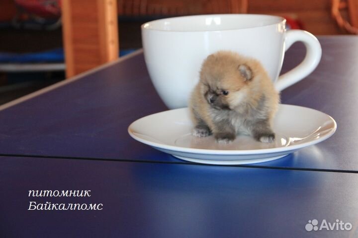 Мини шпицы. Иркутск