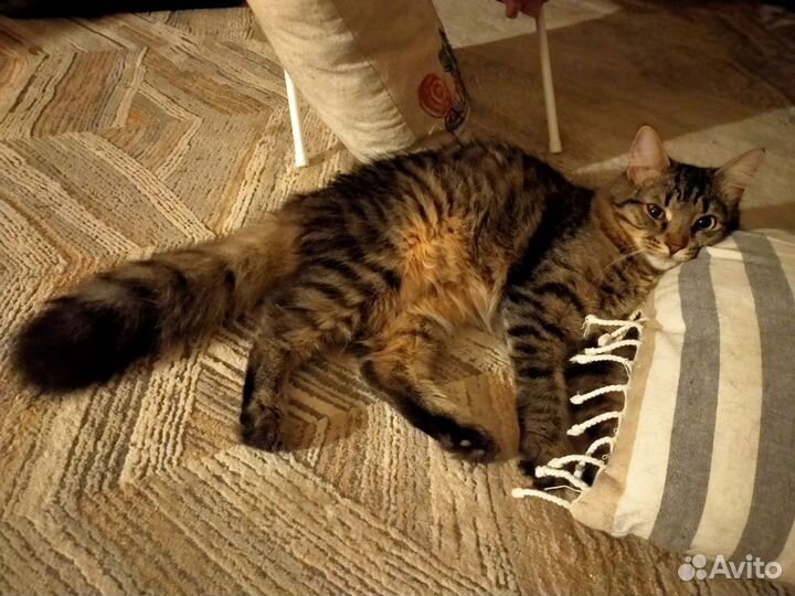 Мудрейший котик Соломон в добрые руки