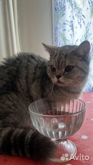 Шотландская кошка