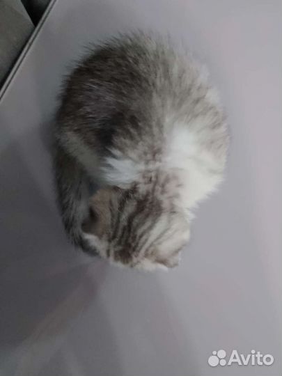 Шотландский вислоухий котёнок