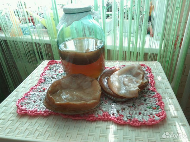 Чайный гриб