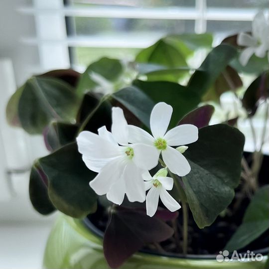 Оксалис. Кислица