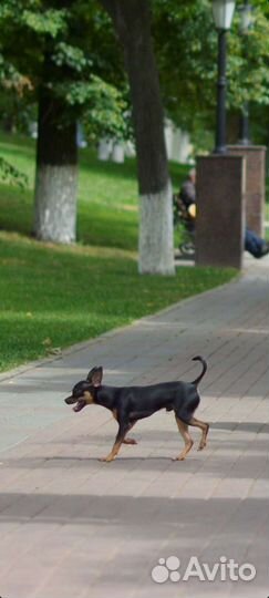 Вязка той-терьер мини