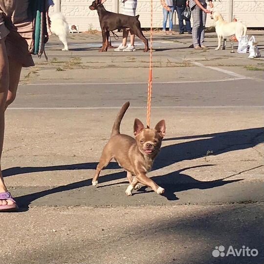 Вязка чихуахуа