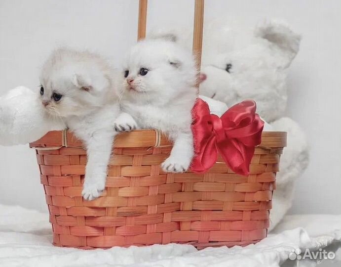 Шотландские котята