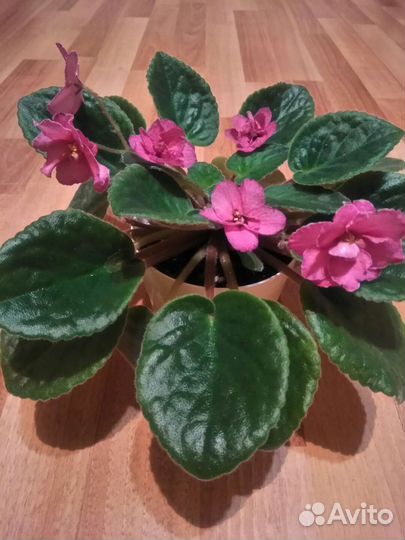 Фиалка в горшке, пересадки не требует