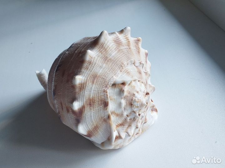 Большая морская ракушка раковины