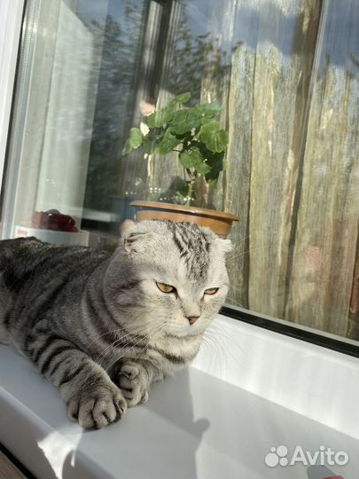 Шотландский вислоухий кот