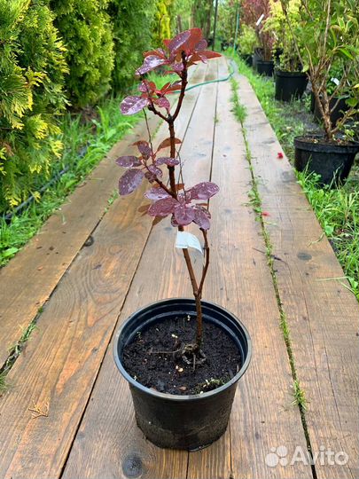 Скумпия кожевенная 'Royal Purple'