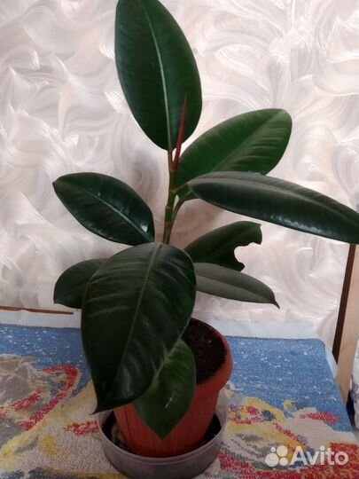 Фикус каучуконосный эластичный