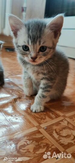 Котёнок Британец