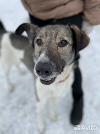 Молодого пса предали и сдали в приют
