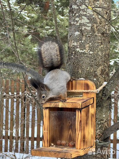 Кормушка для белок «Ланч бокс»
