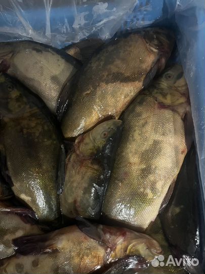 Линь мороженый