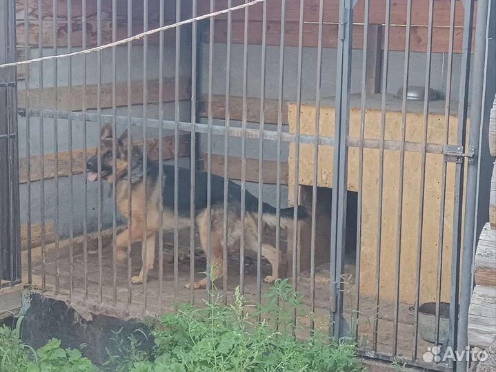 Немецкая овчарка вязка