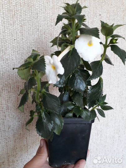 Ахименес белый