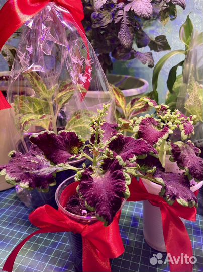 Колеусы для дома и сада