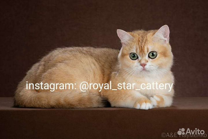 Шотландские золотистые шиншиллы ny 12