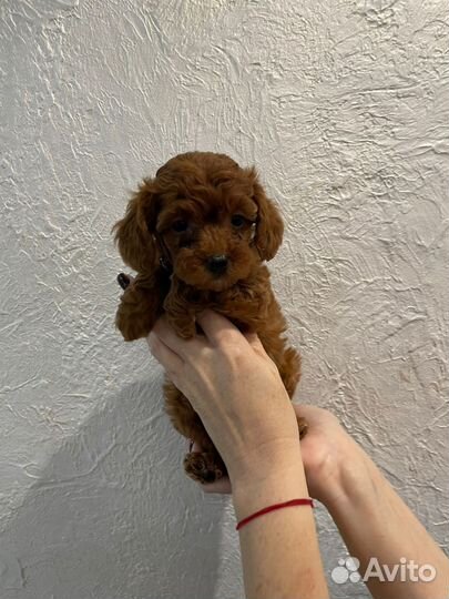 Девочка той-пудель ред браун РКФ