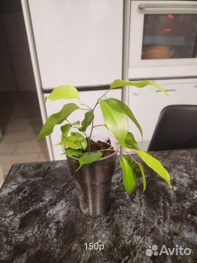 Фикус бенгальский и Бенжамин