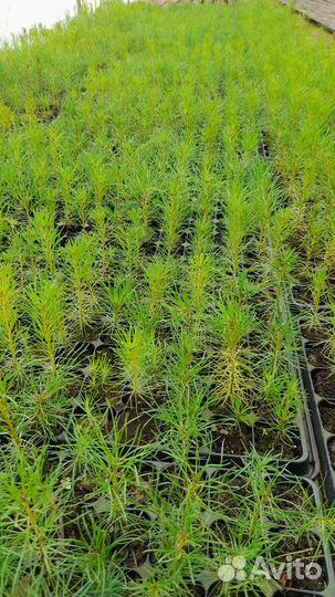 Сеянцы сосны зкс