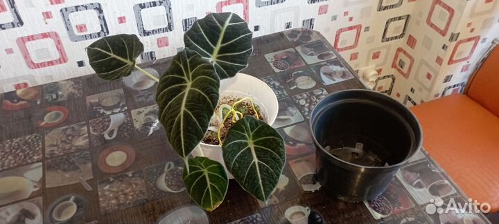 Алоказия Black Velvet