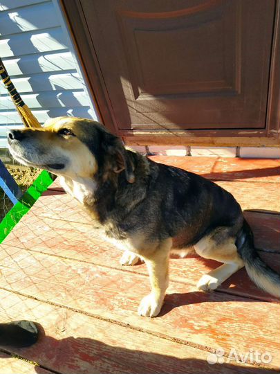 Собака в добрые руки отдам бесплатно