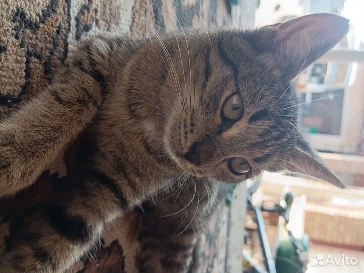 Отдам в добрые руки