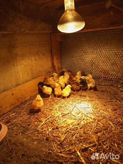 Цыплята суточные