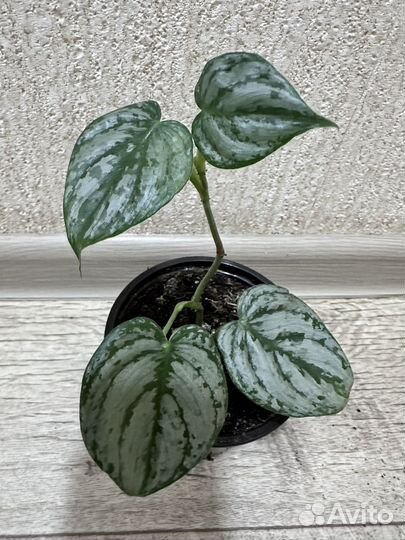 Комнатные растения цветы