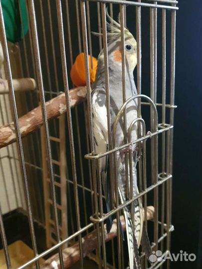 Корелла мальчик