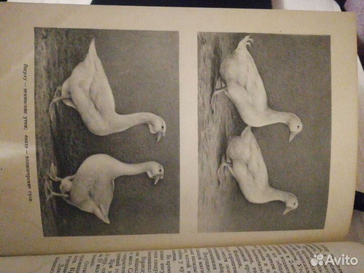 Домоводство 1957