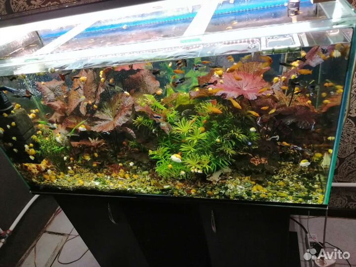 Аквариумные растения